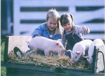 室內(nèi)采暖系統(tǒng)（熱水伴熱，養(yǎng)殖采暖，太陽能伴熱）